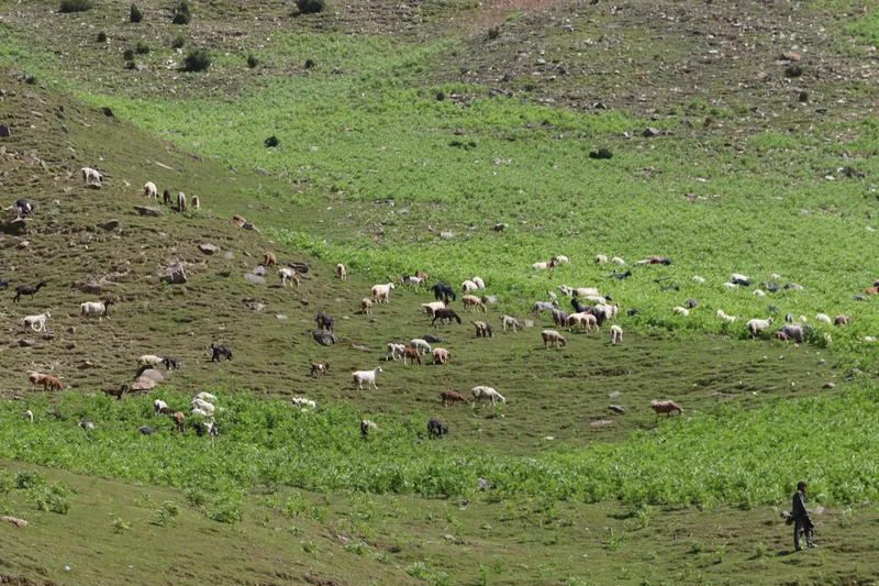 UNILESA Deploys Agro Rangers to Curb Open Grazing and Illegal Mining